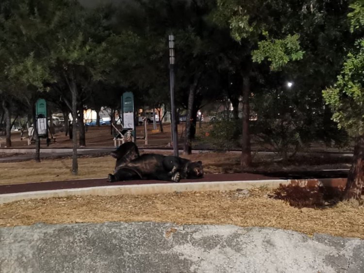 Enorme oso se pasea por las calles de Monterrey