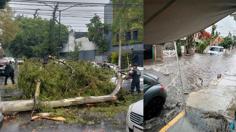 Árboles caen tras fuertes lluvias en alcaldía Coyoacán, CDMX