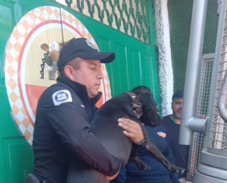 Agentes de la SSC rescatan a perrito que era maltratado en hotel para perros de la alcaldía Magdalena Contreras