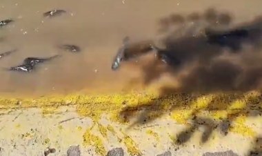 Reportan presencia de peces vivos sobre el Malecón en calles de Puerto Vallarta tras huracán Lidia