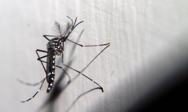 Dengue en Michoacán