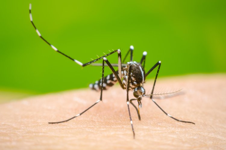 OMS recomienda vacuna contra el dengue debido a la reciente crisis en Latinoamérica