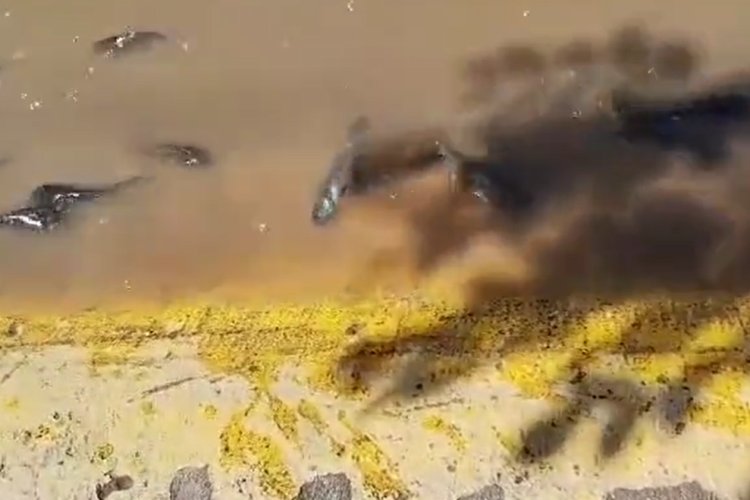 Reportan presencia de peces vivos sobre el Malecón en calles de Puerto Vallarta tras huracán Lidia