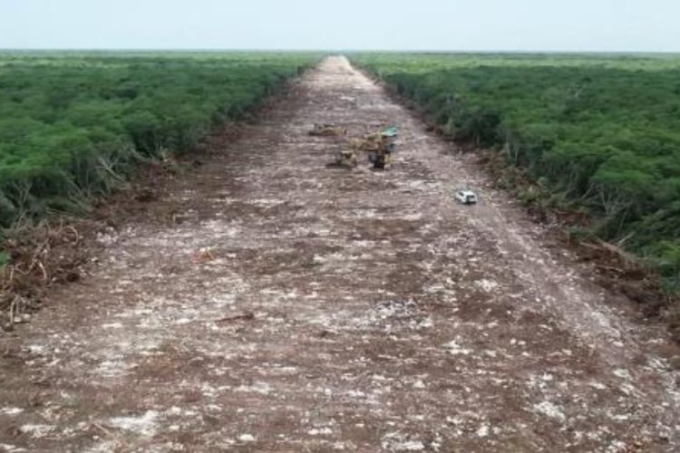 Activistas denuncian derribo de más de 10 millones de árboles por construcción de Tren Maya