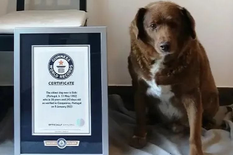 Murió Bobi, el perro más longevo del mundo a los 31 años