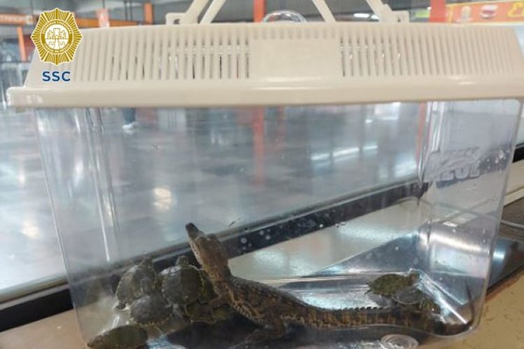 Cría de caimán y 11 tortugas son rescatadas en el metro de la Ciudad de México