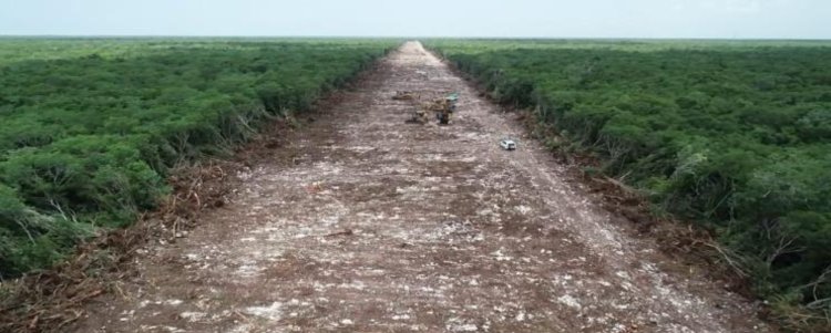 Activistas denuncian derribo de más de 10 millones de árboles por construcción de Tren Maya