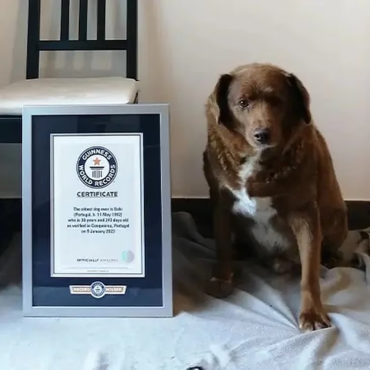Murió Bobi, el perro más longevo del mundo a los 31 años