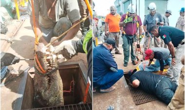 Cocodrilo es rescatado del alcantarillado de Ciudad Victoria en Tamaulipas