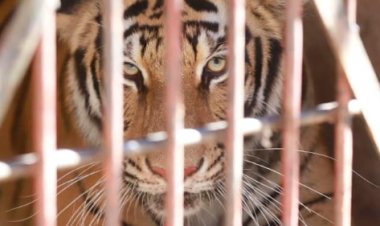Tigresa de Bengala es rescatada de una casa en Zapopan en el estado de Jalisco