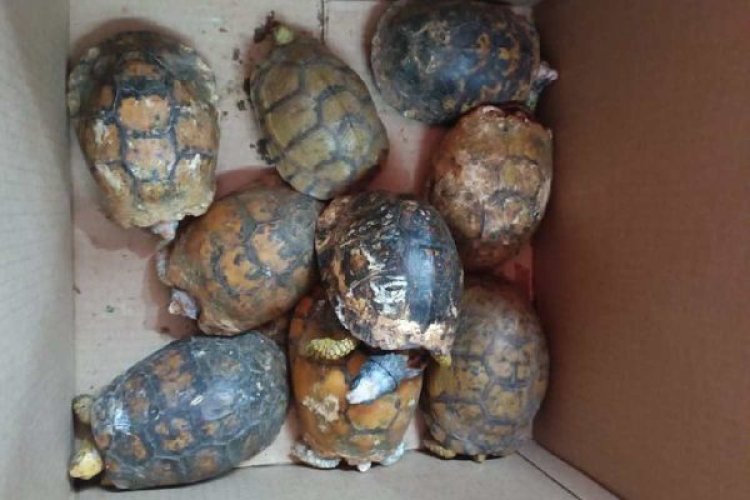 Rescatan a varios reptiles que fueron enviados por paquetería en la CDMX