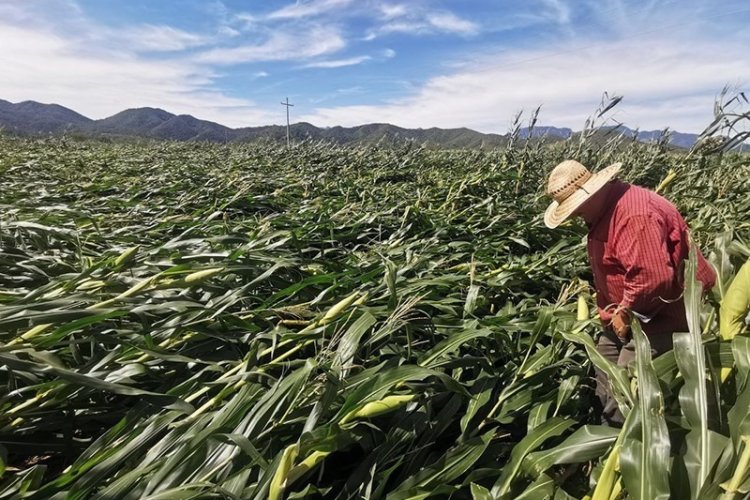 Urge en Jalisco apoyo federal para afrontar sequía y daños por Lidia