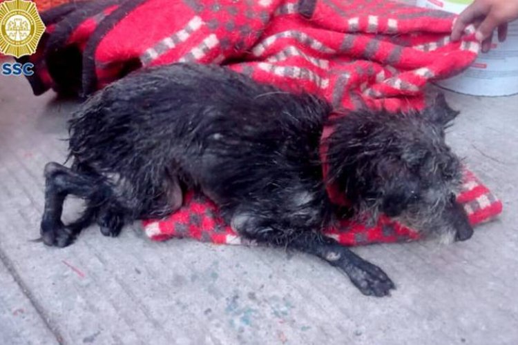 Rescatan a perrito que llevaba varios días atrapado en canal de aguas negras en la CDMX