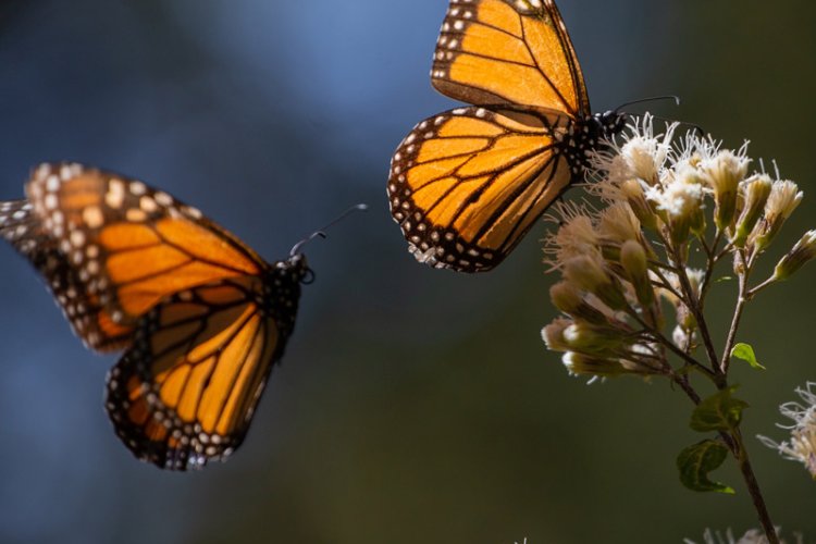 Retraso del arribo de la mariposa monarca por mal clima