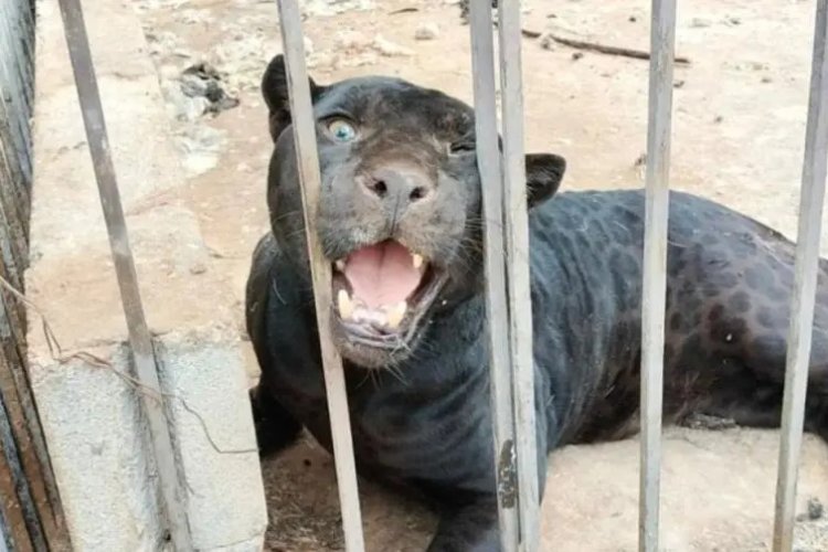Jaguar negro atacó a menor y la dejó gravemente herida en Chihuahua