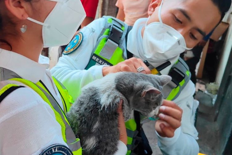Elementos de la ERUM rescataron y dieron primeros auxilios a gatito atrapado en incendio en Tepito