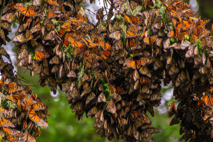 Llegan mariposas monarca a santuarios del estado de Michoacán