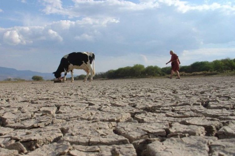 Sequía en el campo potosino, declaratoria de emergencia