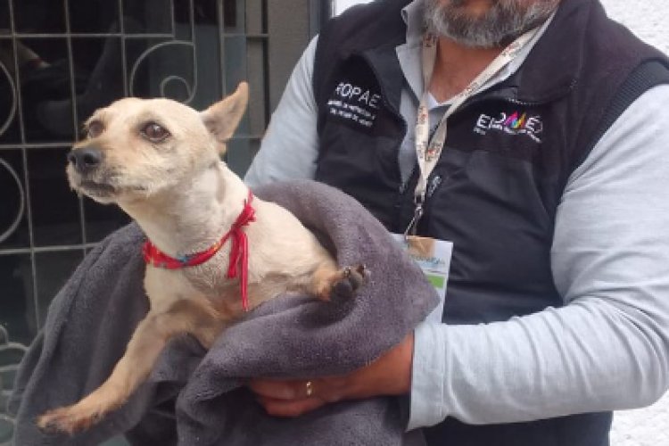 Rescataron a perro que fue agredido por un servidor público en el EDOMEX