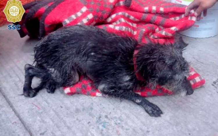 Rescatan a perrito que llevaba varios días atrapado en canal de aguas negras en la CDMX