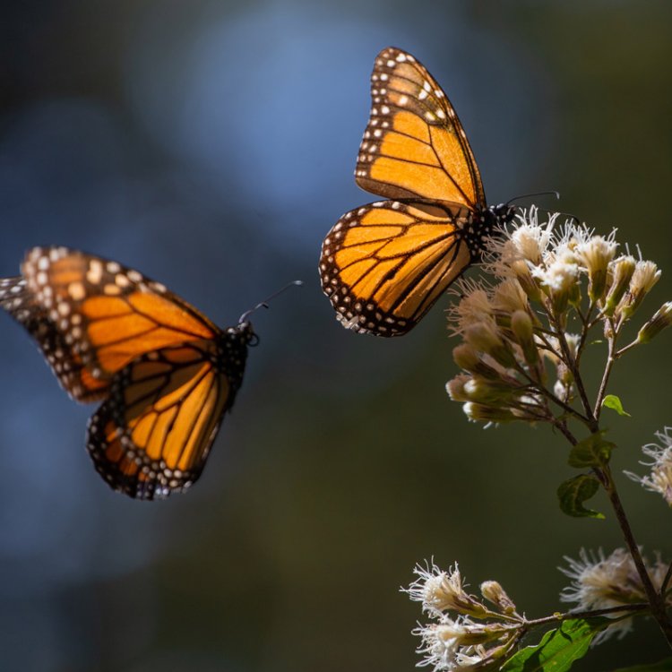 Retraso del arribo de la mariposa monarca por mal clima