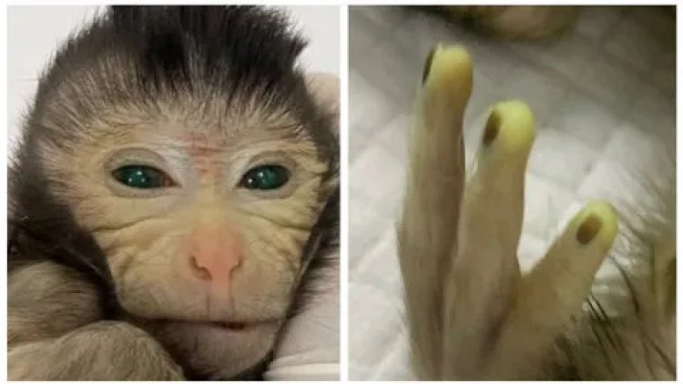 Científicos logran que nazca primer mono creado con células madre embrionarias de dos animales