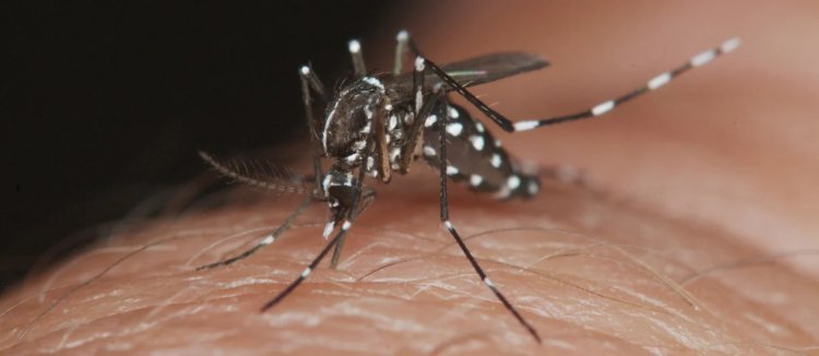 Suman mas de 400 casos de dengue en Guadalajara