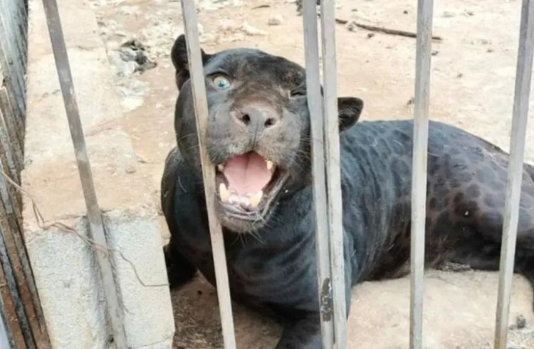Jaguar negro atacó a menor y la dejó gravemente herida en Chihuahua