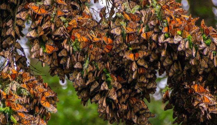 Llegan mariposas monarca a santuarios del estado de Michoacán