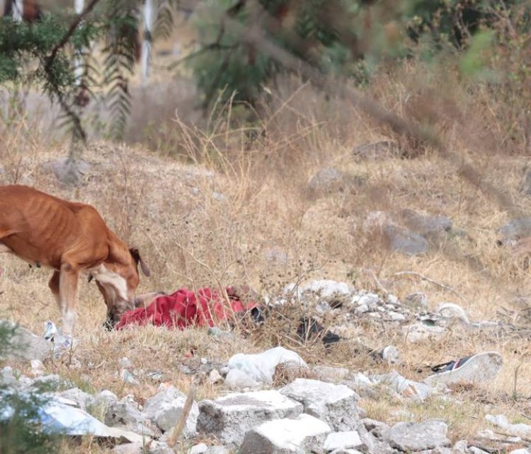 Encuentran cadáver abandonado en Tlalnepantla, Edomex; un perro lo estaba devorando