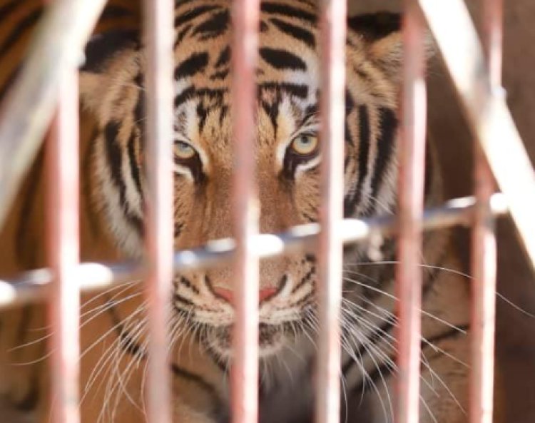Tigresa de Bengala es rescatada de una casa en Zapopan en el estado de Jalisco