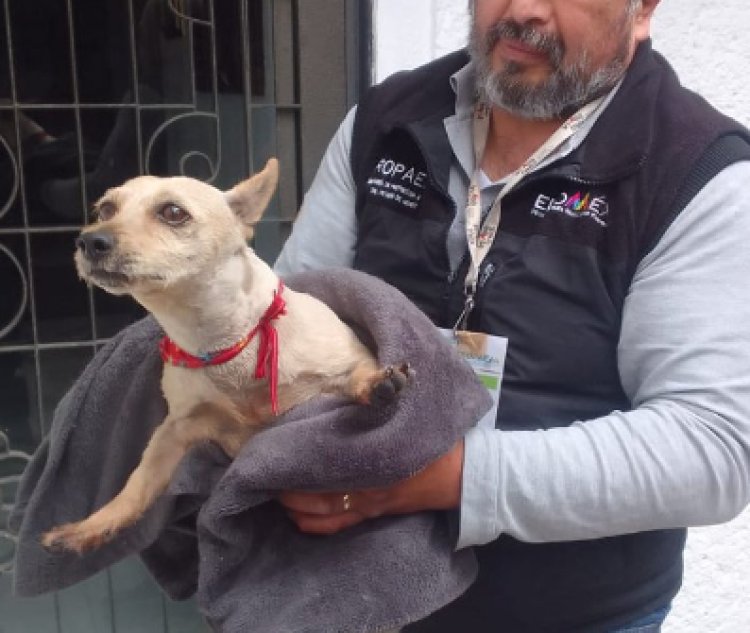 Rescataron a perro que fue agredido por un servidor público en el EDOMEX