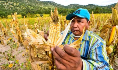 Apoyo alimenticio a familias de la Sierra Tarahumara