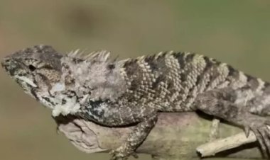 Nueva especie de iguana es descubierta en China