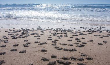 Playa mexicana es considerada área natural protegida