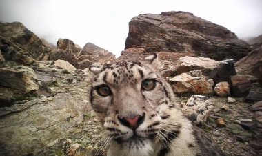 Reciente reaparición del leopardo de las nieves en el Tíbet