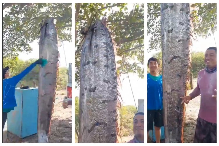 Encuentran en Chiapas pez Remo de cuatro metros de largo