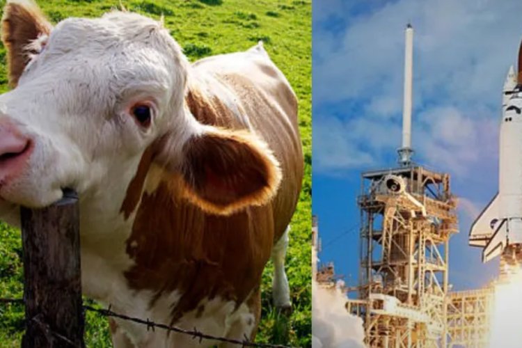 Prueban estiércol de vaca como combustible para cohetes espaciales en Japón