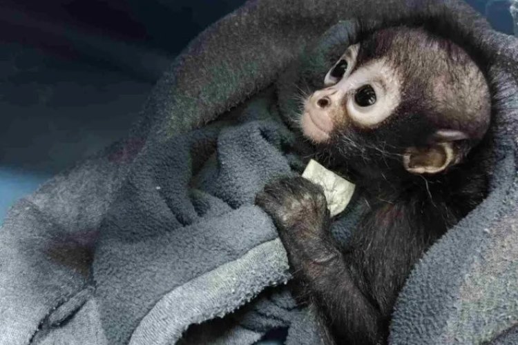 PROFEPA rescata 20 monos araña bebé en Chiapas