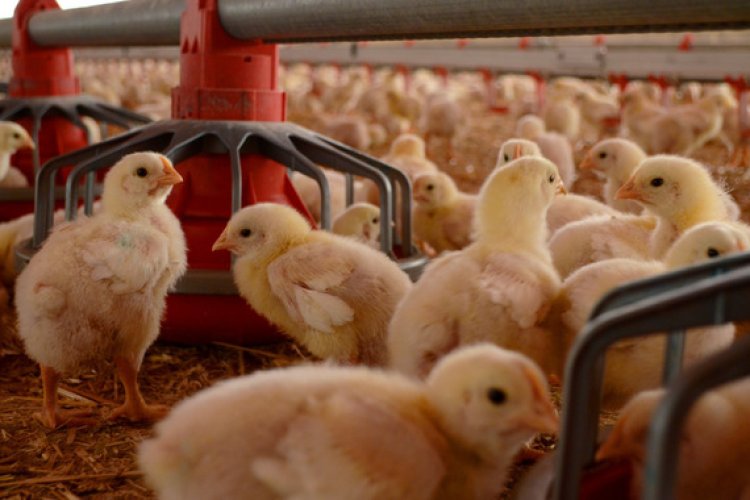 Una ciudad china prohíbe importaciones de aves de corral de EEUU por gripe aviar