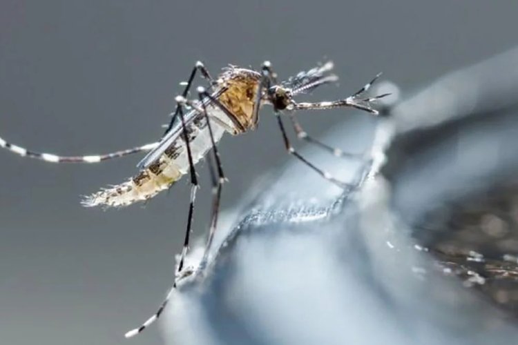 Contagios de dengue en Guanajuato alcanzan niveles alarmantes