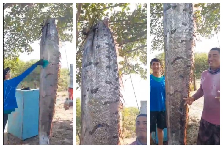 Encuentran en Chiapas pez Remo de cuatro metros de largo