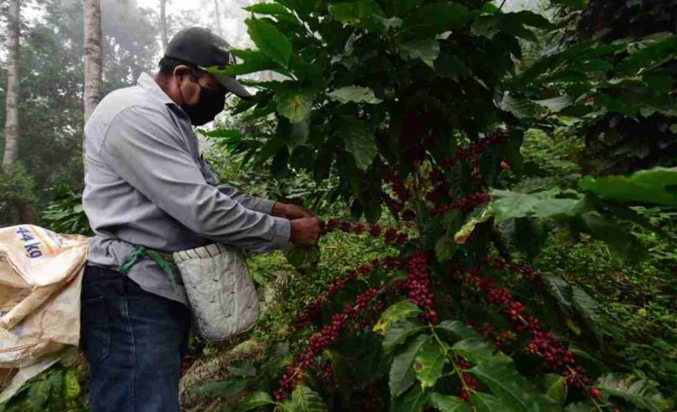 En riesgo el 60 por ciento de cafetales en Veracruz para el 2024