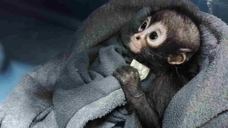 PROFEPA rescata 20 monos araña bebé en Chiapas