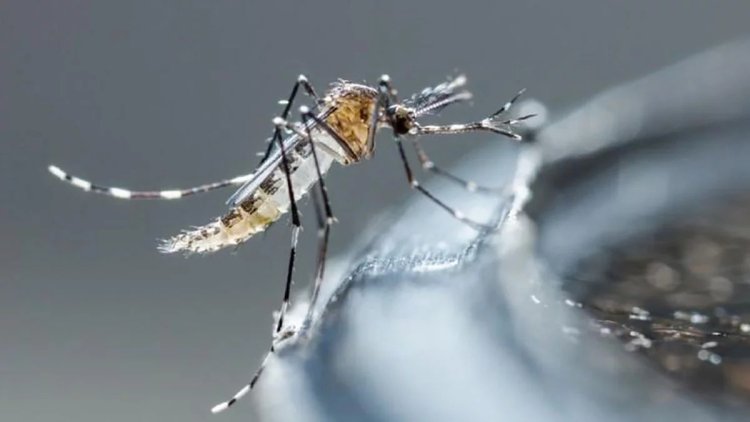 Contagios de dengue en Guanajuato alcanzan niveles alarmantes