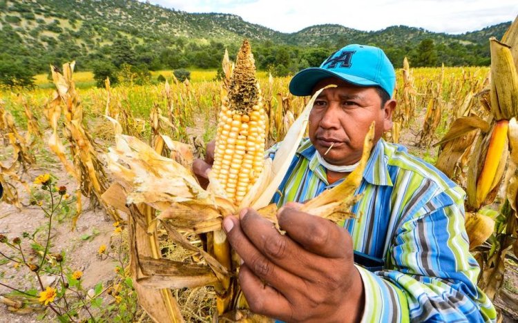 Apoyo alimenticio a familias de la Sierra Tarahumara