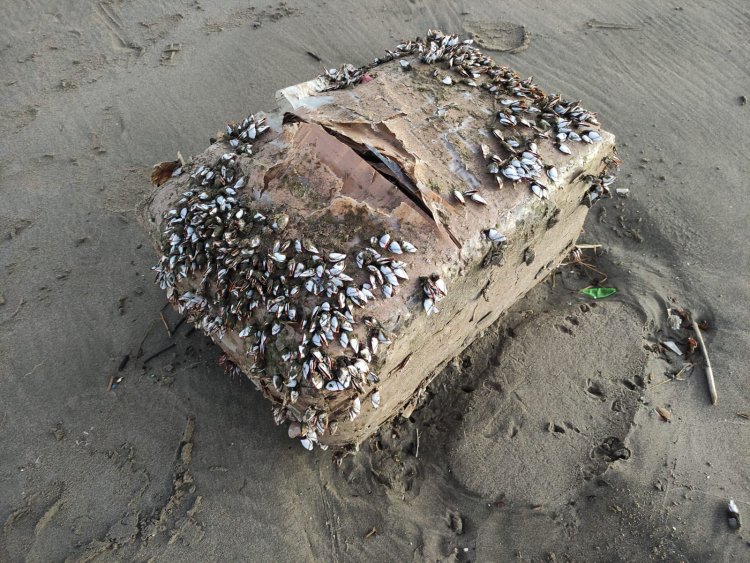 Encuentran presuntos paquetes de droga en playa de Veracruz