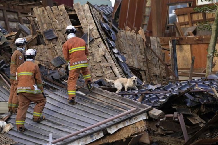 Perro rescatista saca de los escombros a abuelita luego de terremoto en Japón