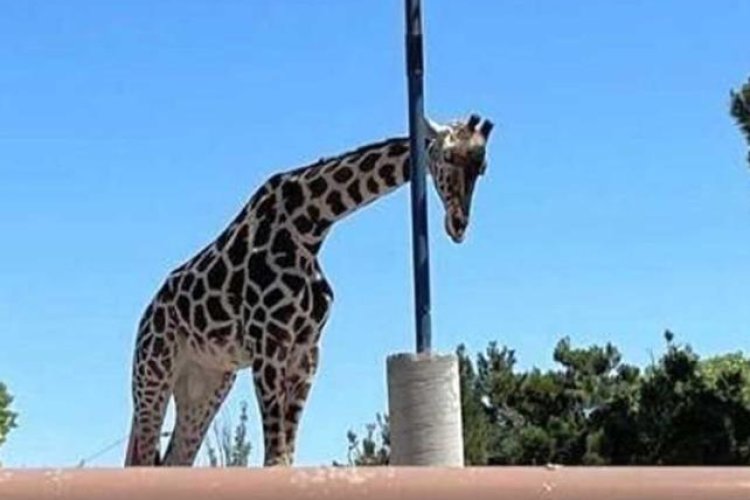 Lograron rescatar a la jirafa Benito tras sufrir maltrato en Chihuahua