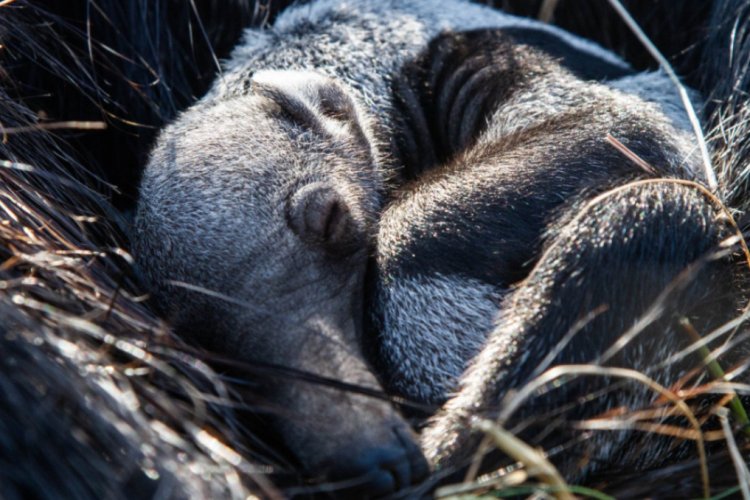 Nació cría de oso hormiguero tras años de extinción en Corrientes, Argentina